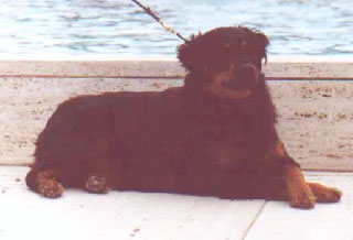 R Ck Kennels Rare Rotts