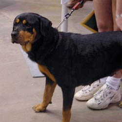 Sheila waiting her turn to go in the ring